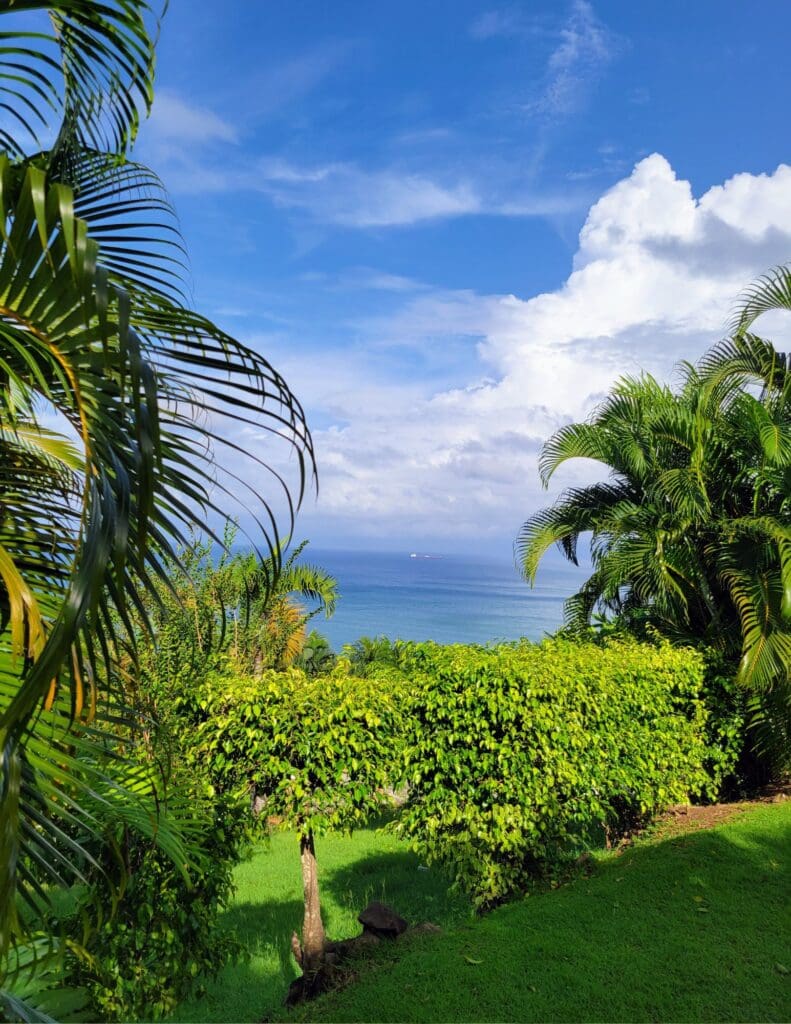 photo of greenery framing ocean in St Lucia.
