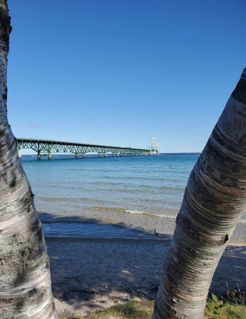 photo of Mackinac Bridge in between two silver birches