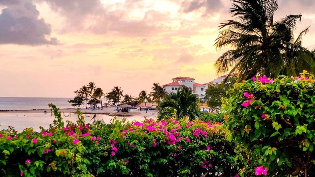 photo of sunset with pink flowers in St. Lucia