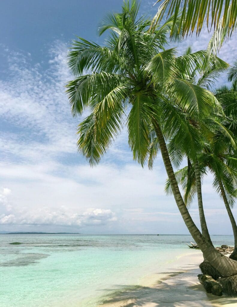 photo of palm tree by the beach