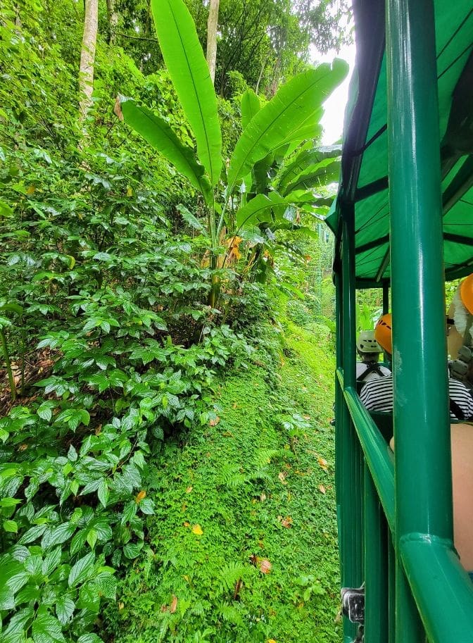 photo of canopy zipline tour through the rainforest in St. Lucia