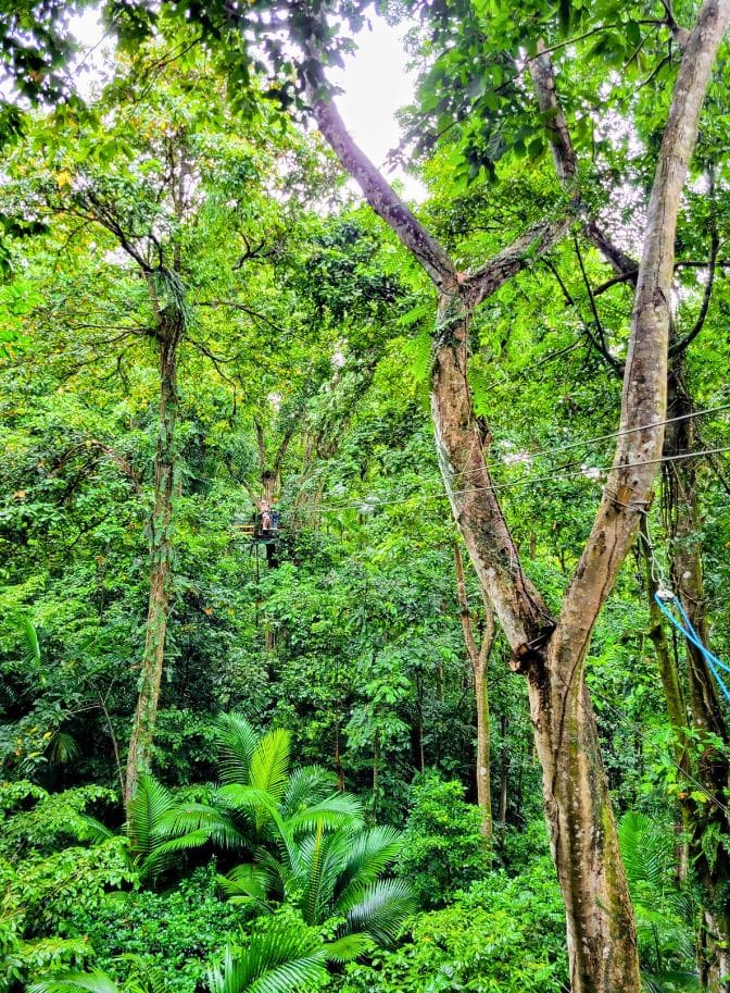 photo of zipline platform in St Lucia in rainforest