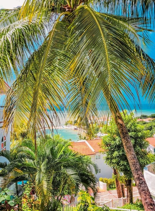photo of palm tree with Windjammer behind it