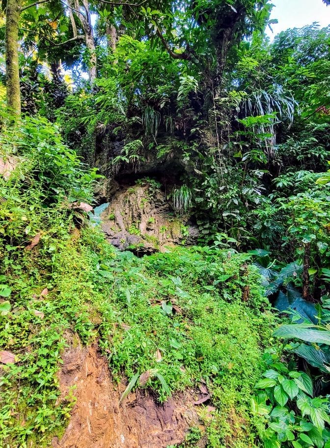 photo of vegetation on the way to New Jerusalem Mineral Falls