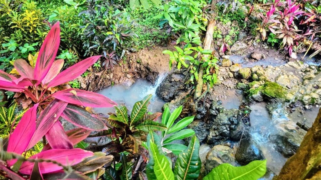 photo of colorful vegetation beside New Jerusalem Mineral Bath