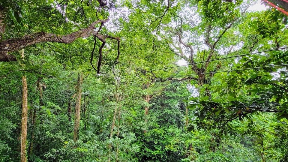 photo of zipline in St. Lucia rainforest