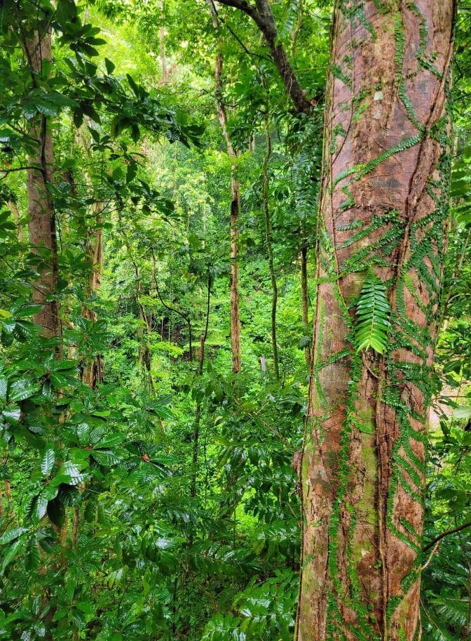 photo of trees in St. Lucia from the aerial tram