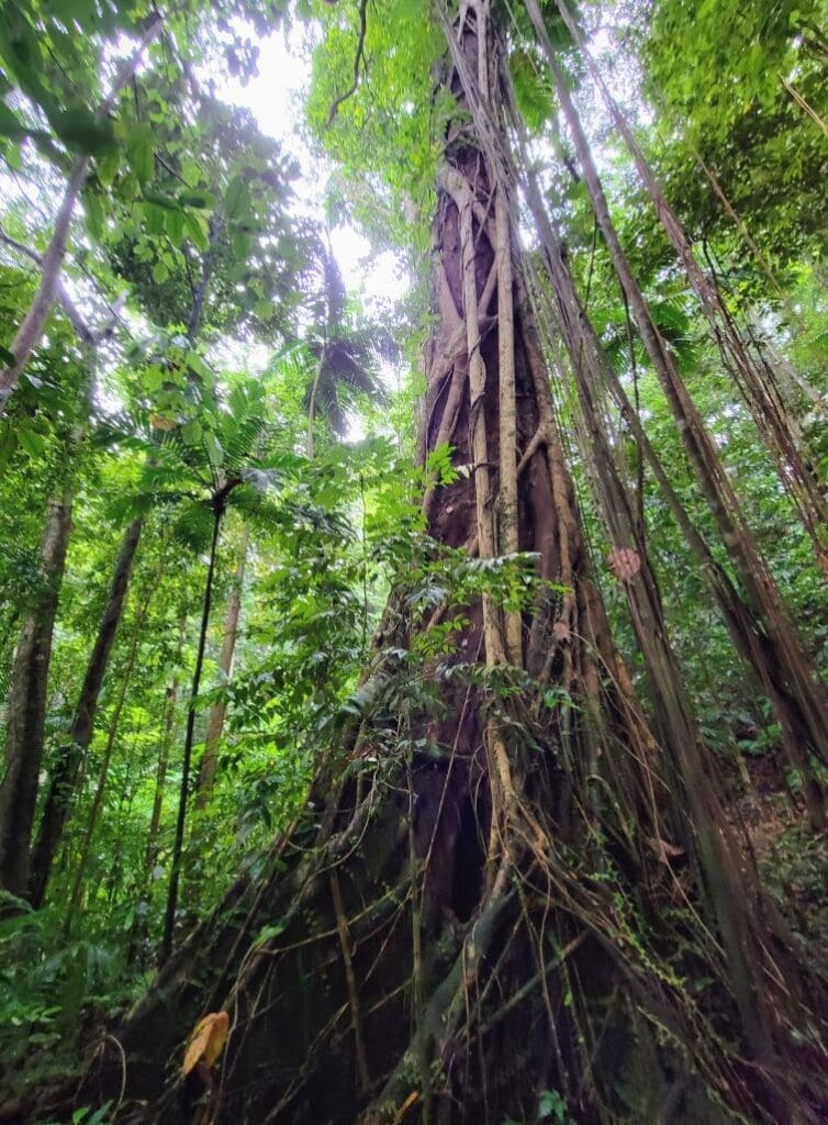 photo of tall tree in St. Lucia rainforest