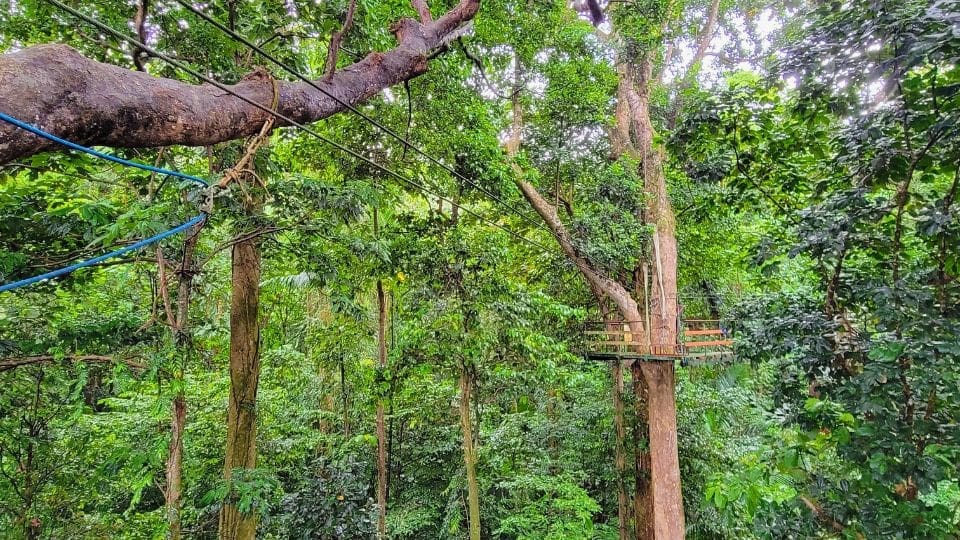 photo of rainforest zipline in St. Lucia