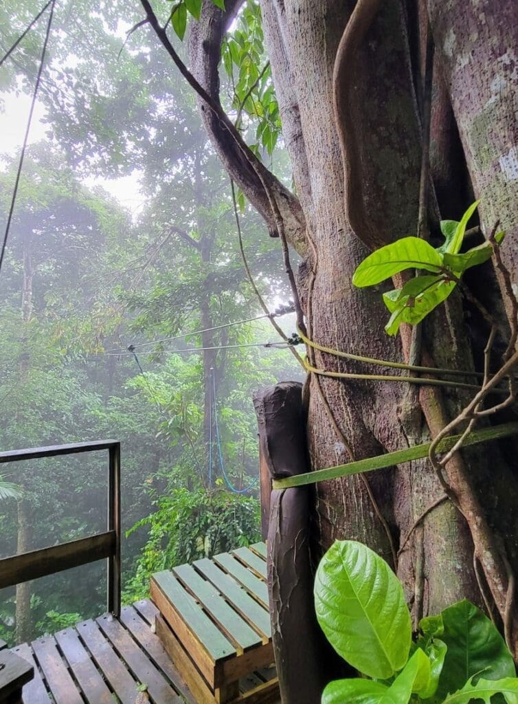 photo of zipline in St. Lucia with a large tree in the foreground