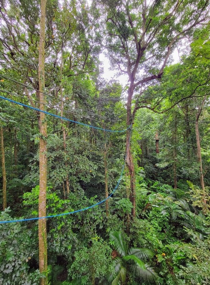photo of rainforest zipline in St. Lucia