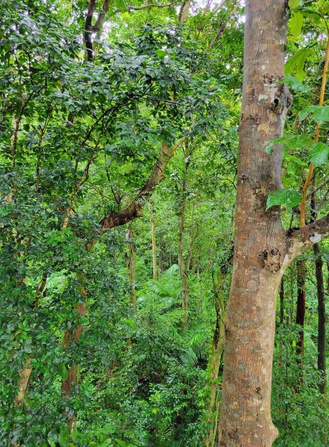 photo of rainforest trees in St. Lucia