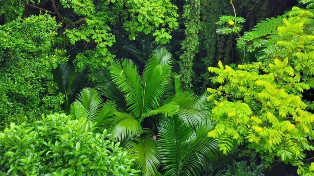 photo of greenery in St. Lucia rainforest