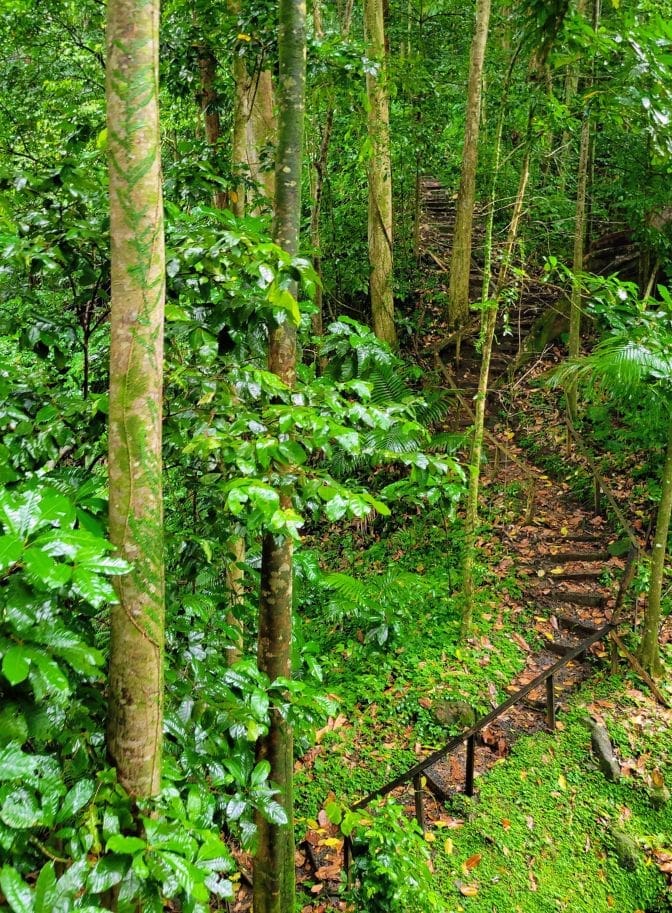 photo of nature trail in St. Lucia rainforest