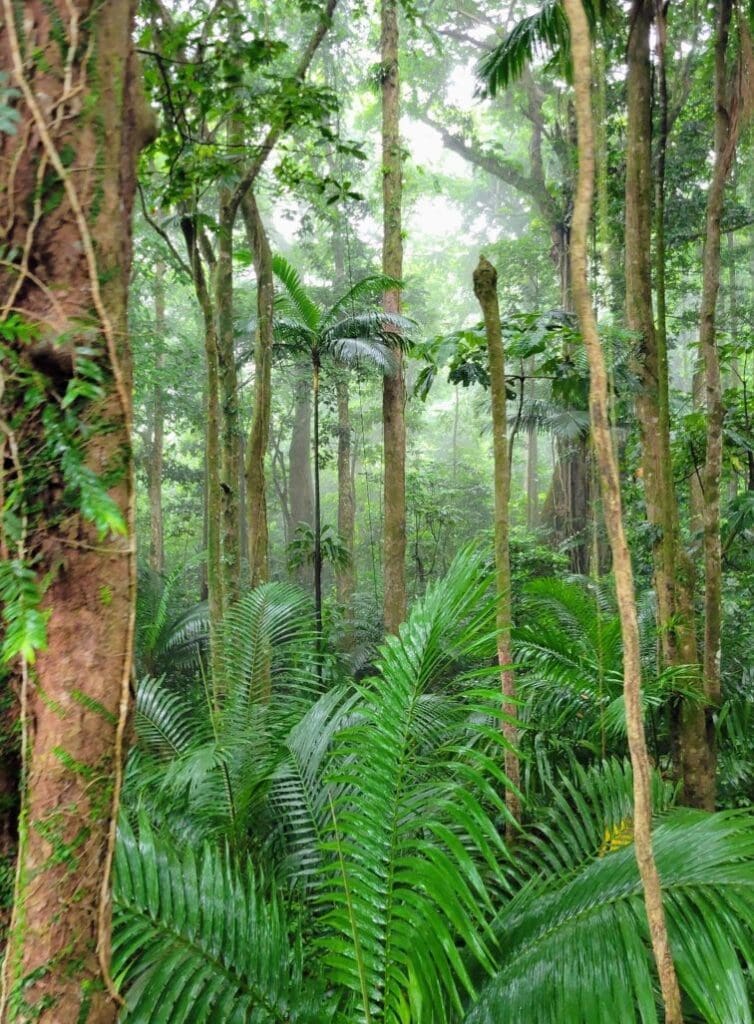 photo of mist between trees in St. Lucia rainforest