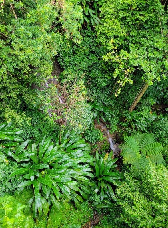 photo of waterfall in rainforest from aerial tram in St. Lucia 
