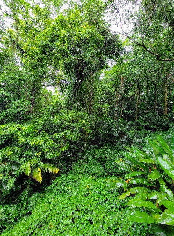photo of trees in the St. Lucia rainforest