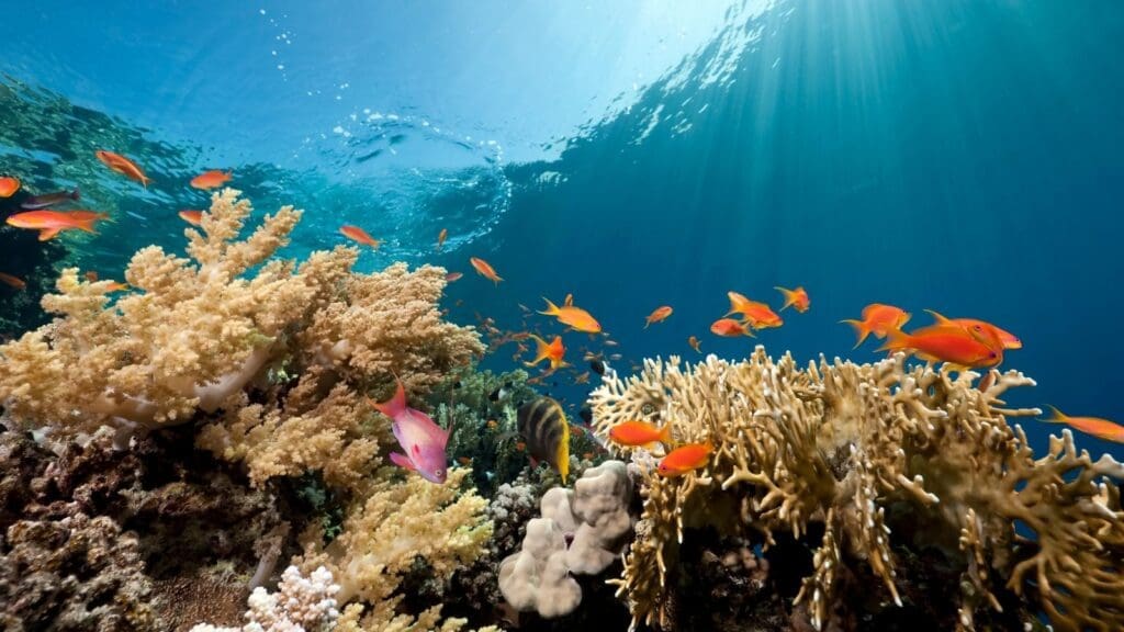 photo of fish swimming with coral and waves crashing