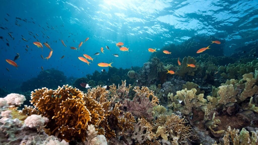 photo of fish at the bottom of the ocean