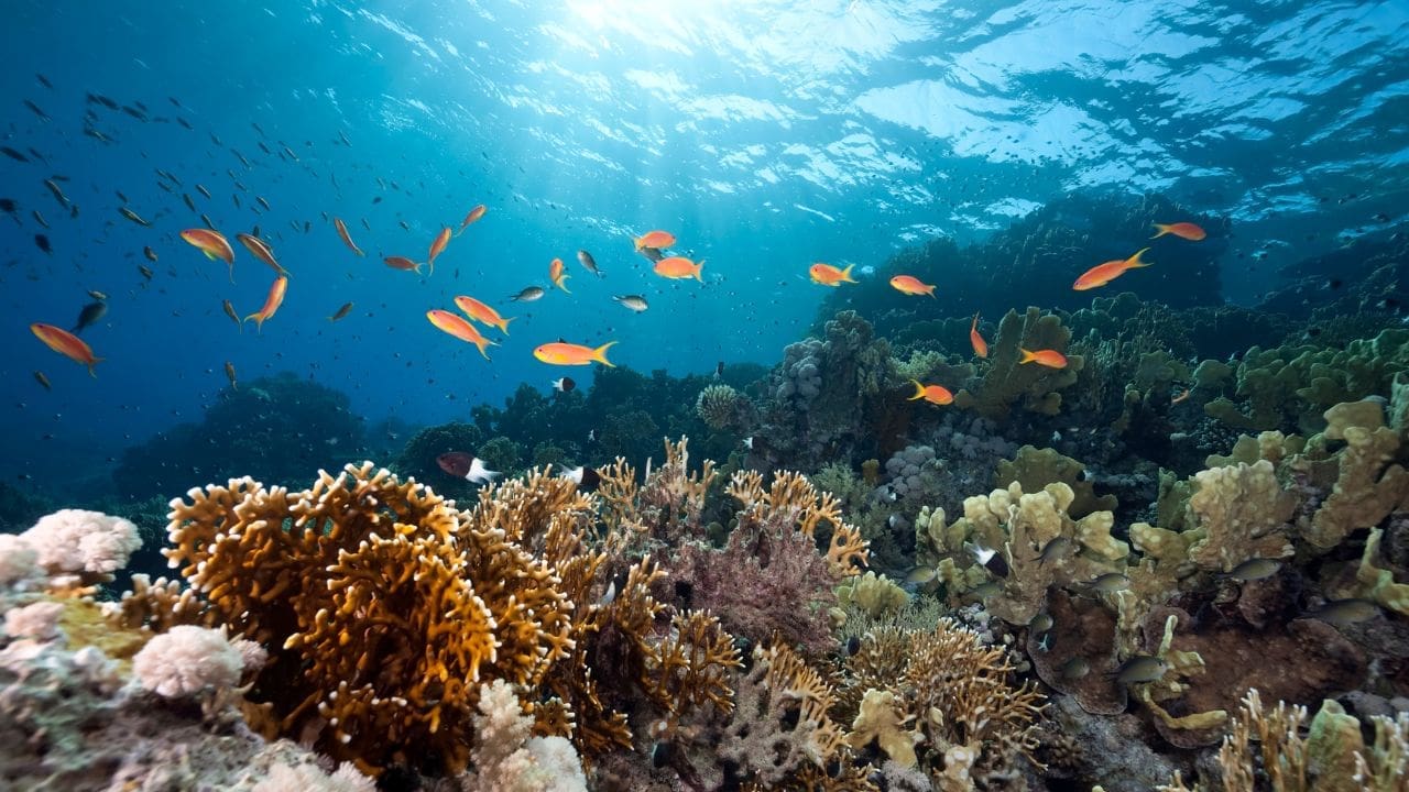 photo of fish at the bottom of the ocean