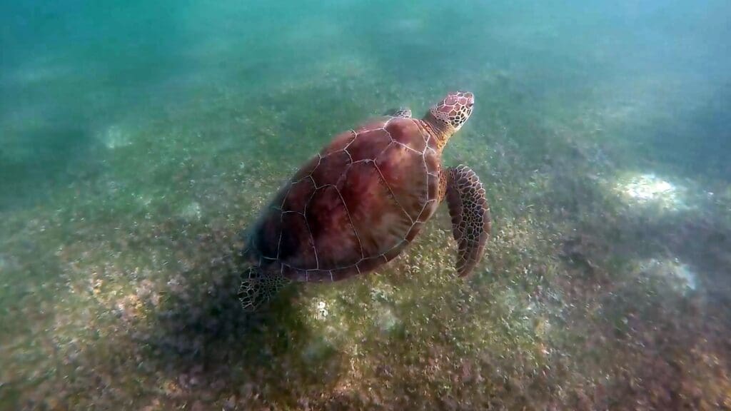 photo of turtle swimming in Mexico