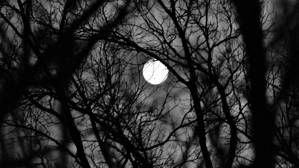 photo of full moon, dark sky, and tree branches