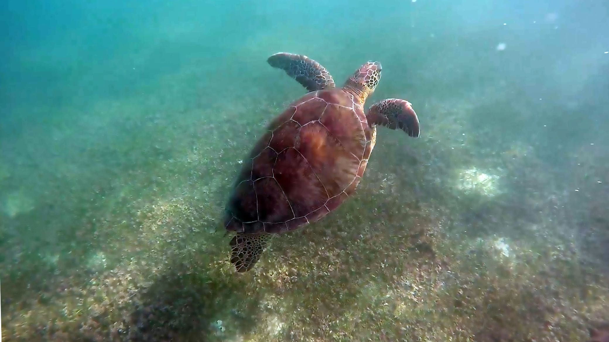 photo of sea turtle swimming in Akumal Mexico