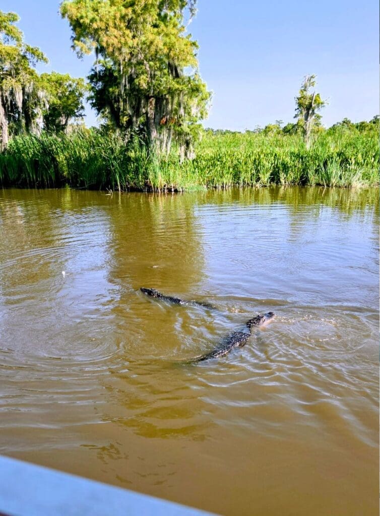 photo of two alligators swimming in Louisiana swamp