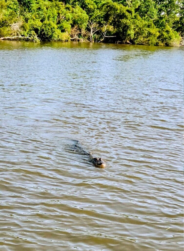photo of alligator swimming in Louisiana swamp