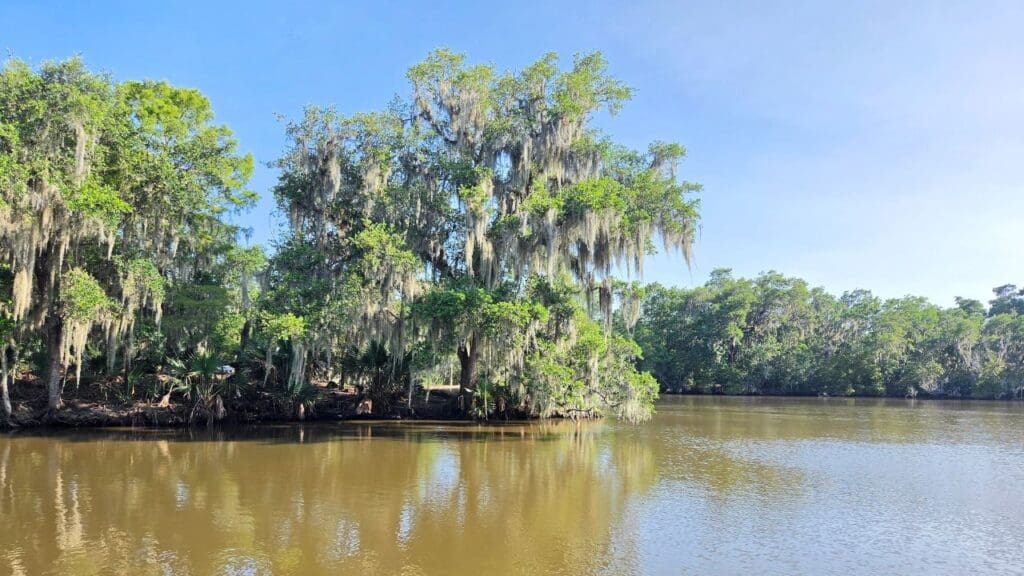 photo of trees covered in Spanish moss in the Louisiana bayou