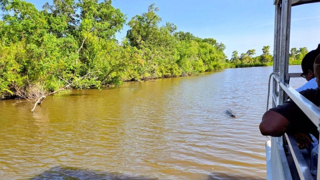photo of alligator approaching swamp tour boat in Louisiana 
