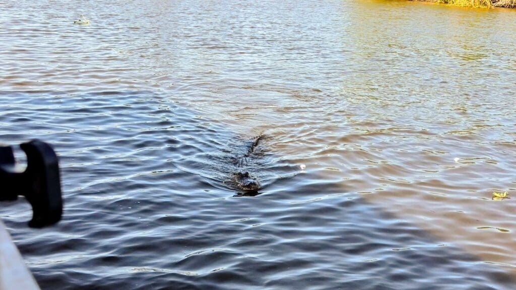 alligator swimming beside marshmallows
