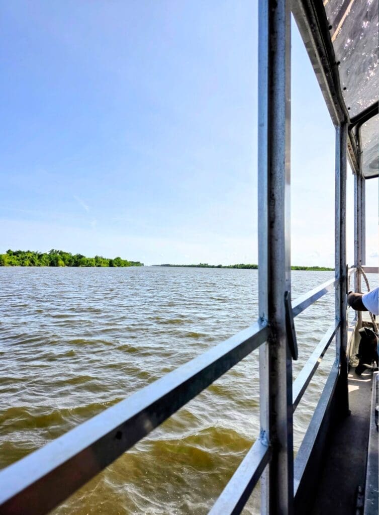 photo of Louisiana bayou from boat
