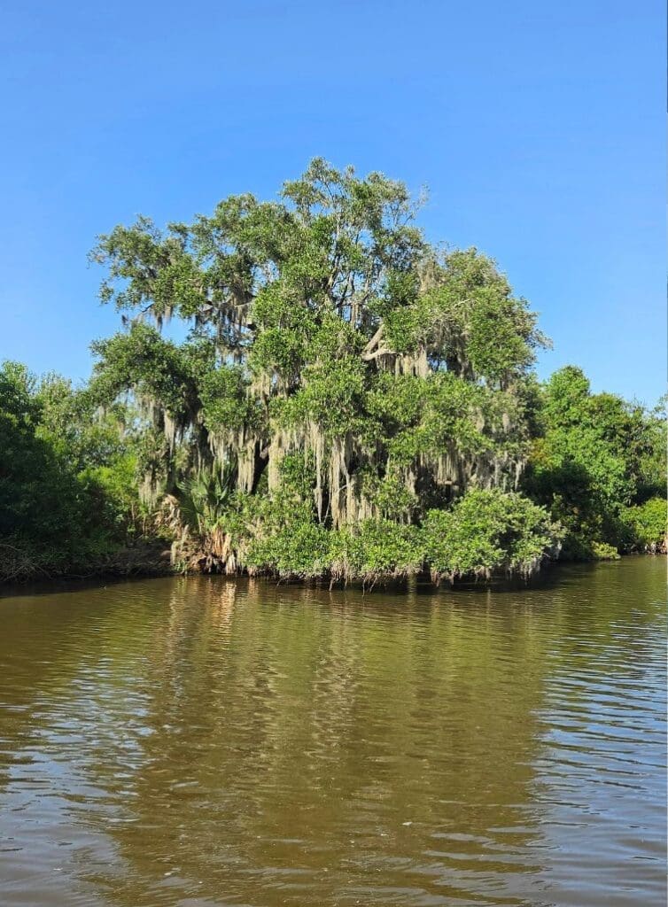 photo of tree in Louisiana bayou covered in Spanish moss