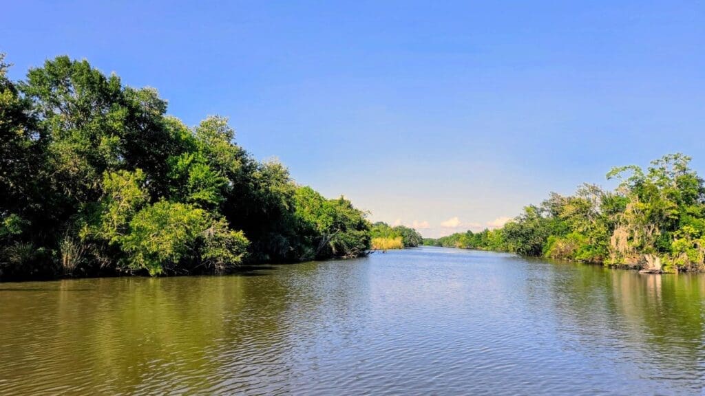 photo of Louisiana swamp