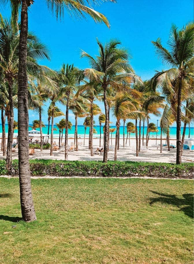 photo of palm trees swaying with the sea in the distance
