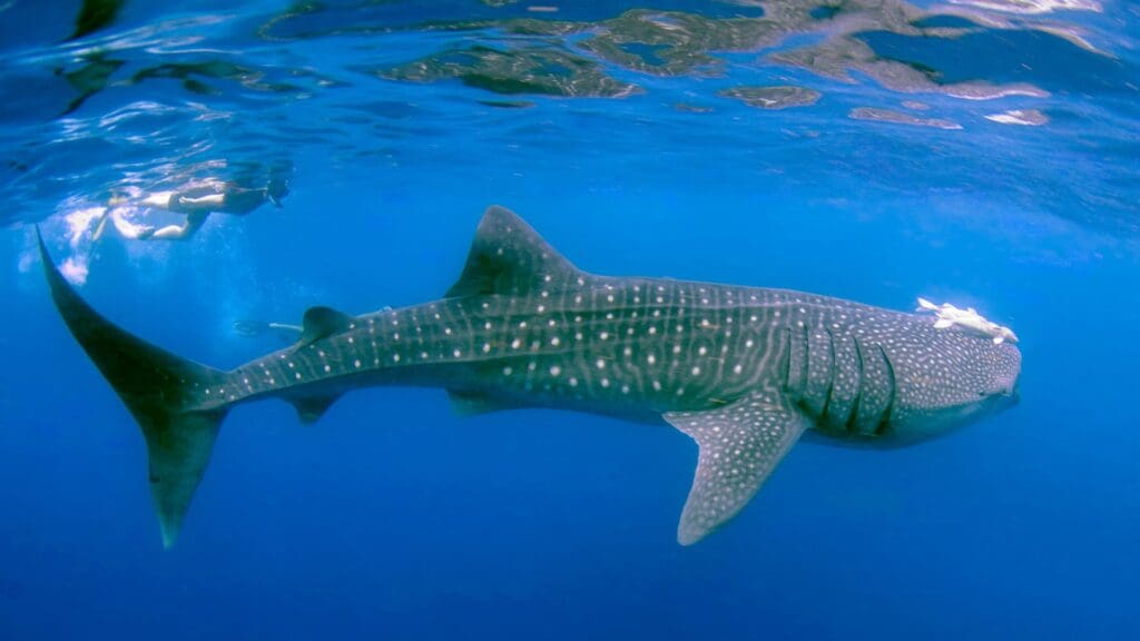 photo of whale shark in Mexico