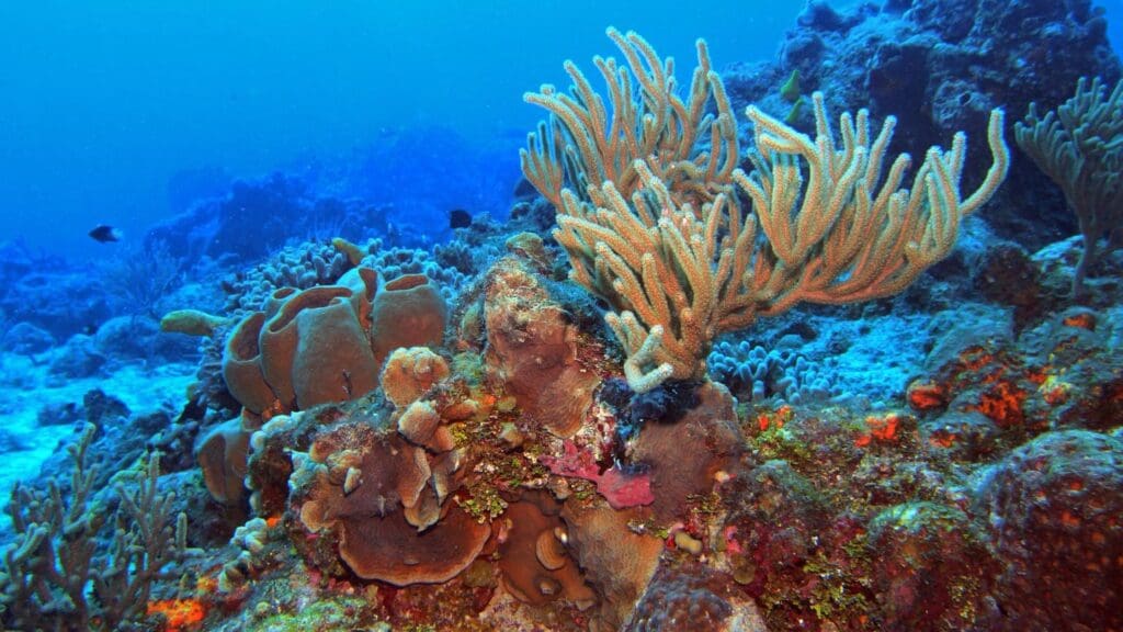 photo of coral reef at Cozumel Mexico