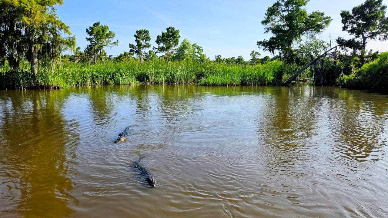 photo of alligators in Louisiana bayou for gator tour