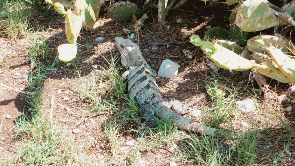 photo of iguana at Tulum Ruins