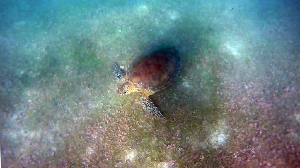photo of sea turtle at the bottom of the Sea in Akumal