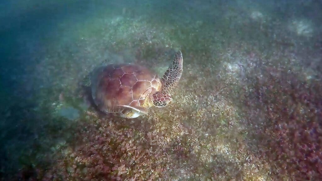photo of turtle breaching the surface in Akumal