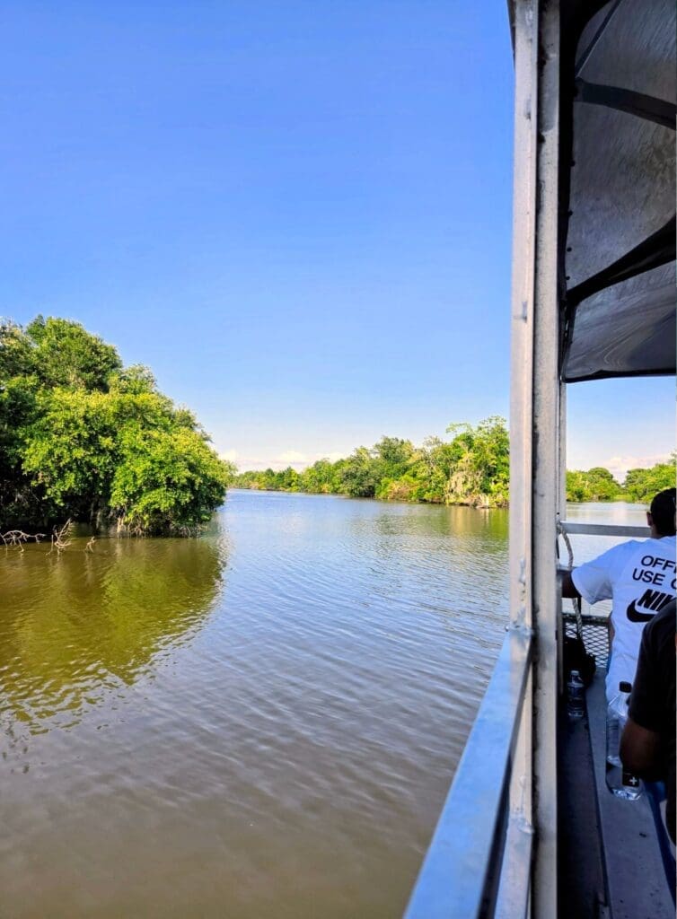 photo of Louisiana swamp from boat