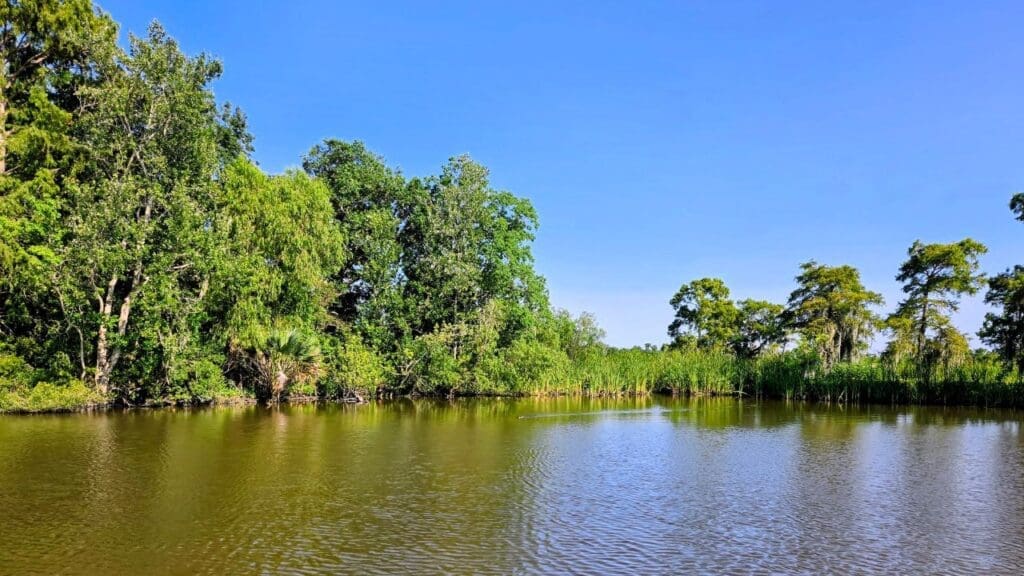 photo of Louisiana bayou from Louisiana Swamp Tour boat