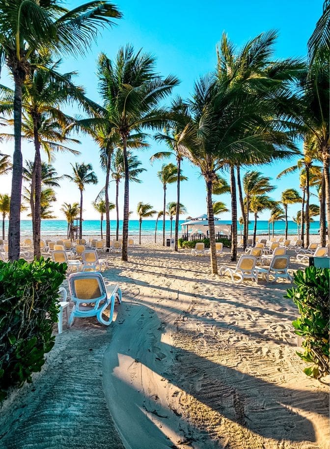 photo of the beach with palm trees and lounge chairs