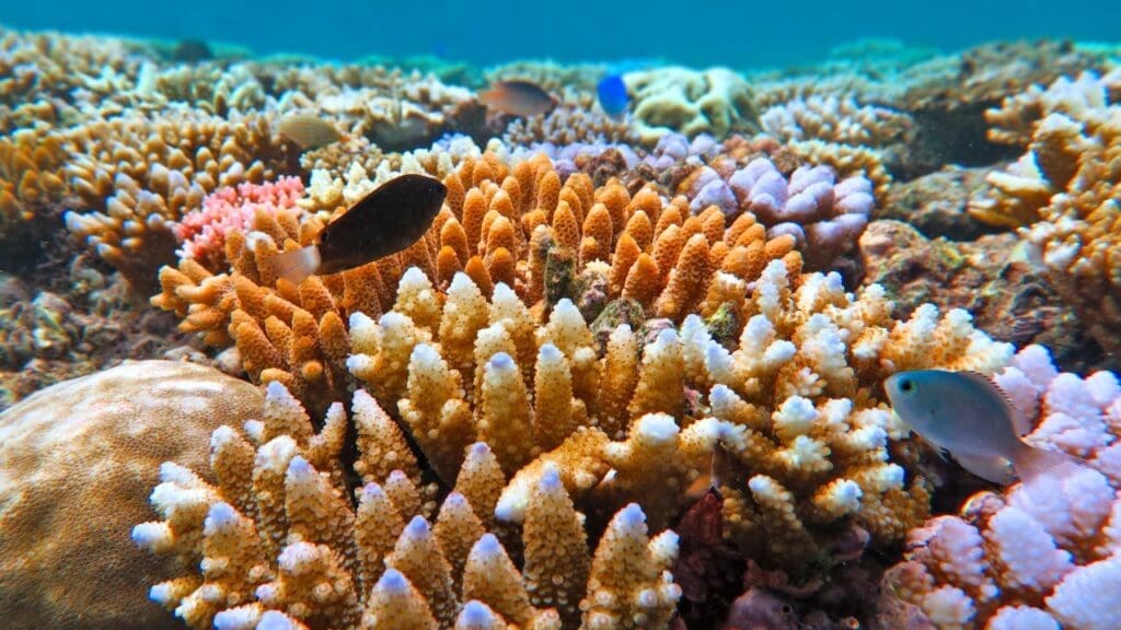 photo of fish in the ocean