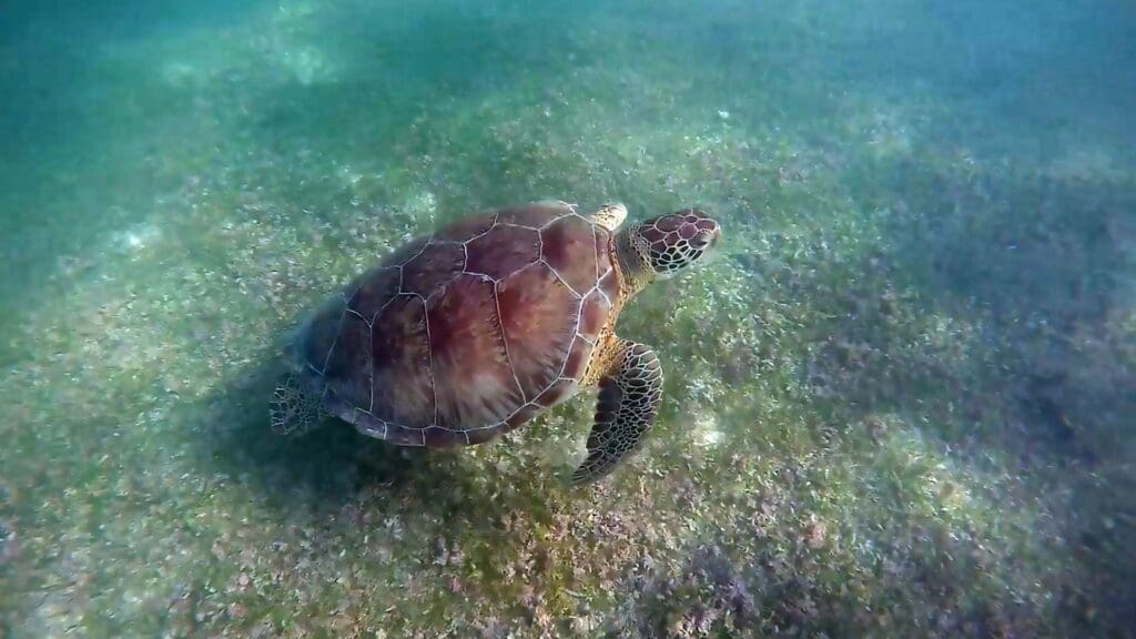 photo of sea turtle at Akumal
