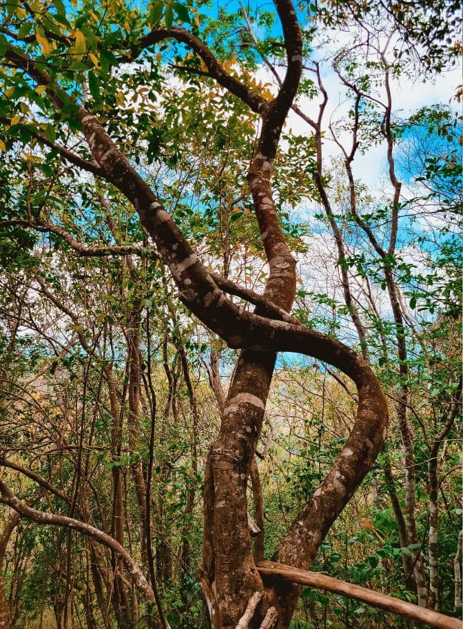 photo of tree on Tet Paul trail