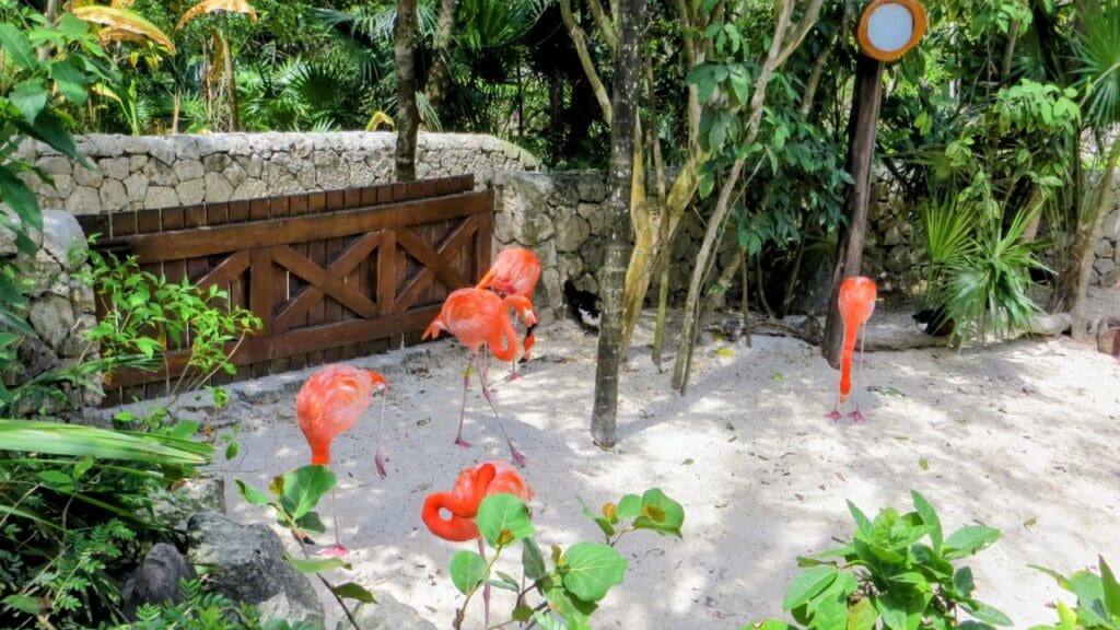 photo of flamingos at X-Caret in Mexico