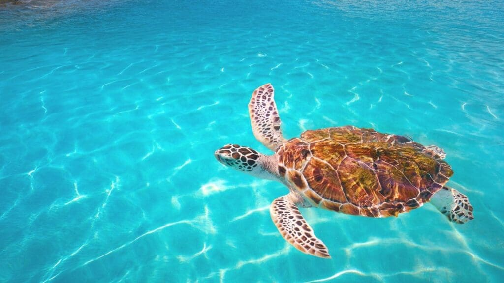 photo of sea turtle swimming in Akumal Mexico